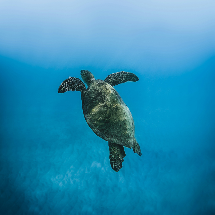 underwater turtle photo in deep blue ocean
