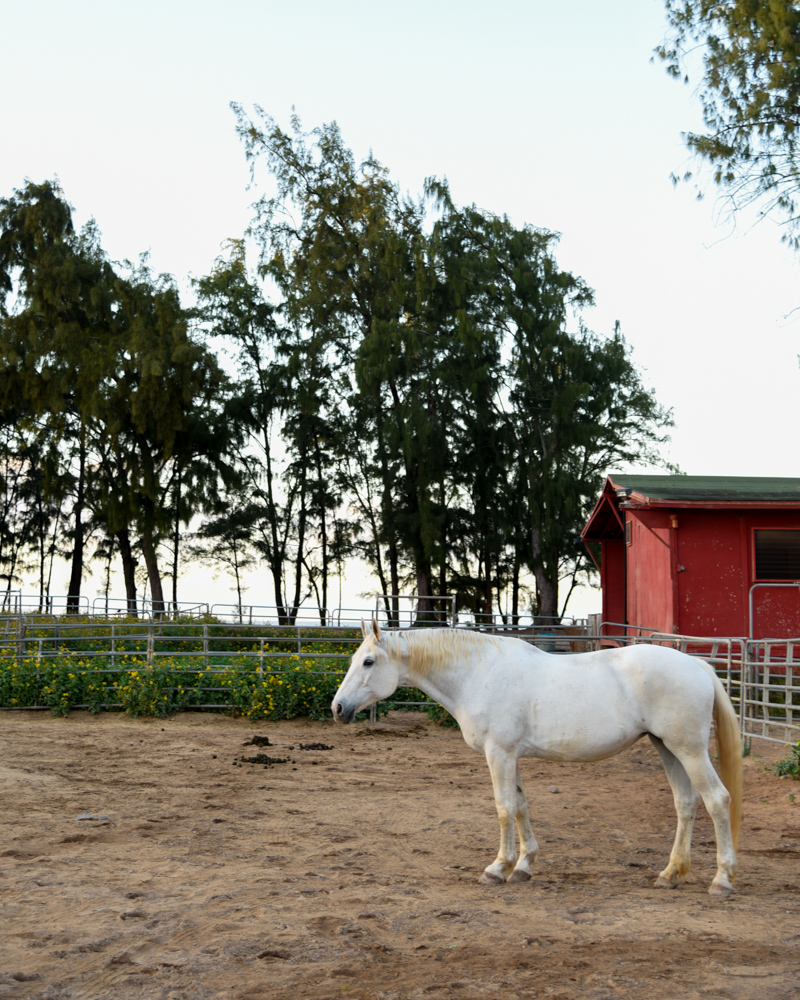 horse at the stables