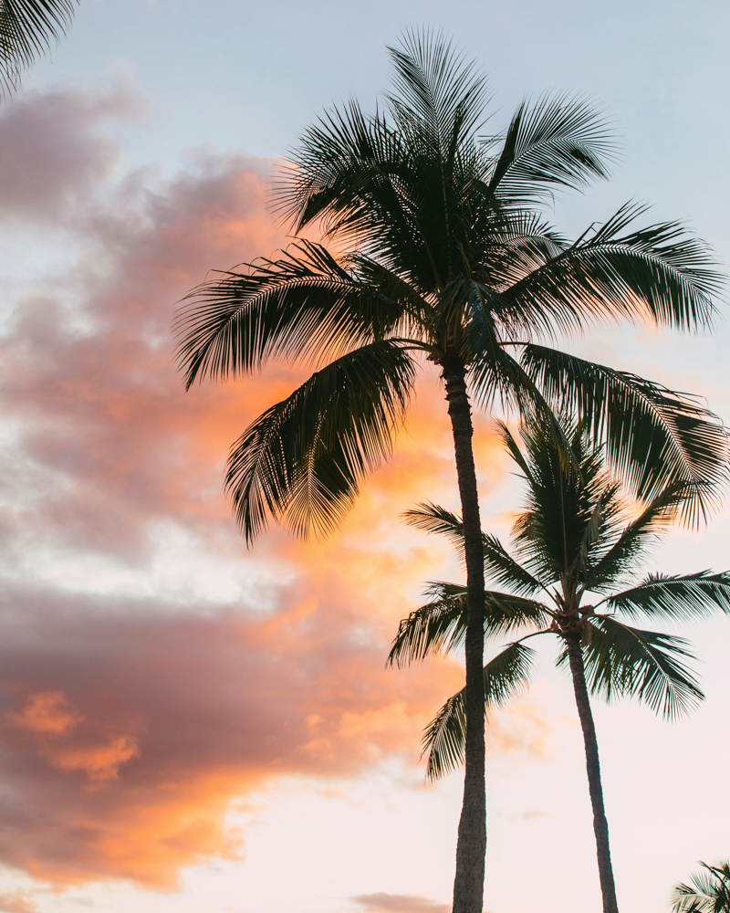 hawaii surf vacation palm trees and sunset