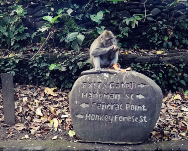 Sacred Monkey Forest Ubud, Bali