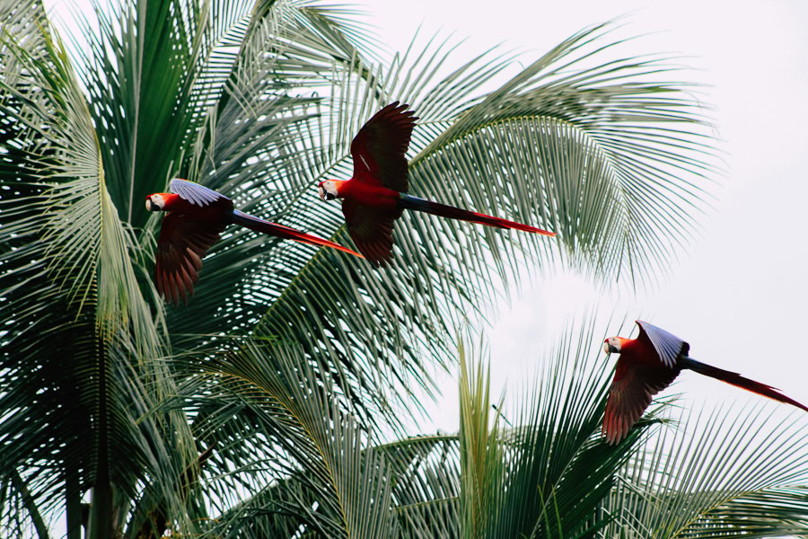 birdwatching in nosara costa rica
