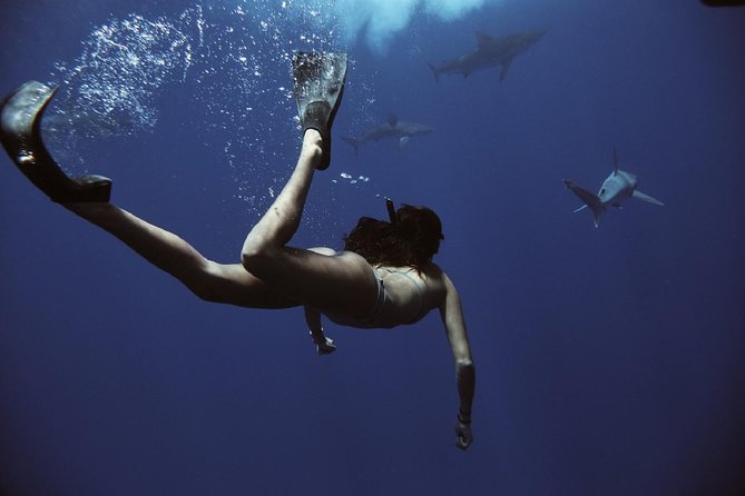 best things to do in oahu - swim with sharks