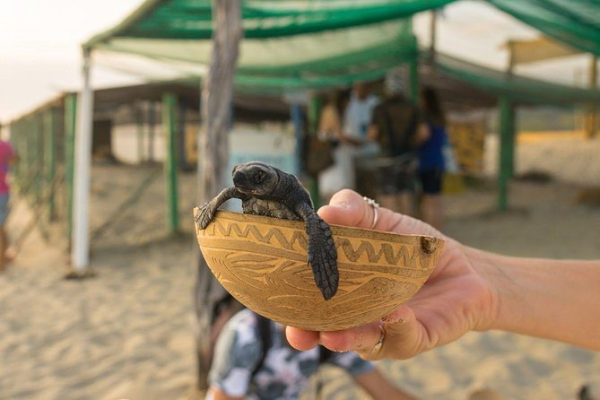 releasing sea turtles in Puerto Escondido